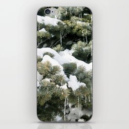 Icicles in a Pine Tree iPhone Skin