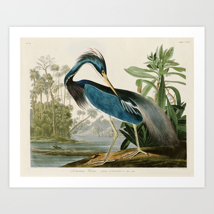 Louisiana Heron by John James Audubon  Art Print