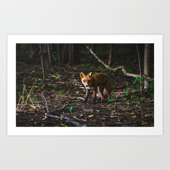 Silver fox Art Print