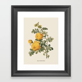 Yellow Rose Antique Botanical Illustration Framed Art Print