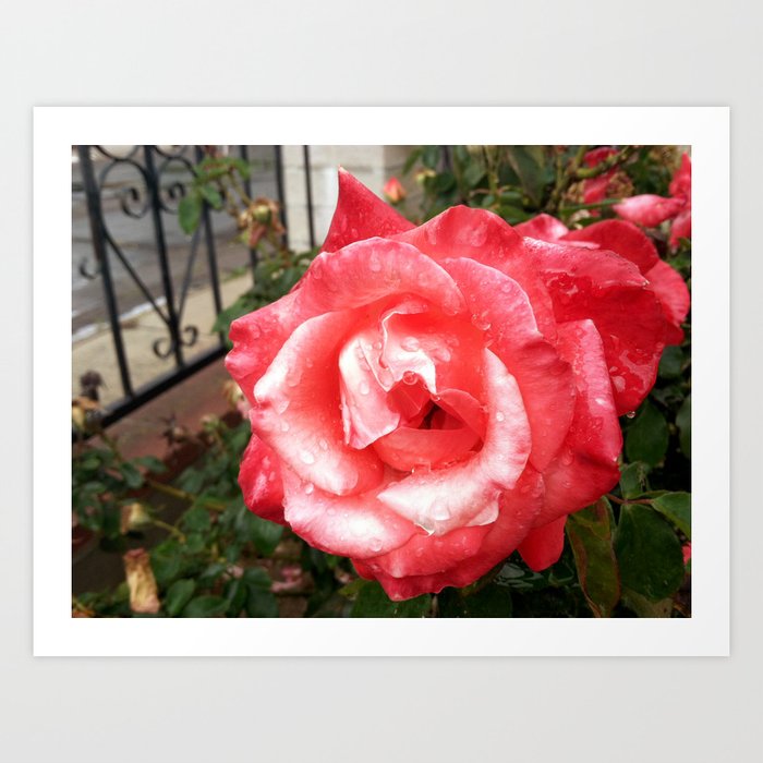 Rainy Day Rose Art Print