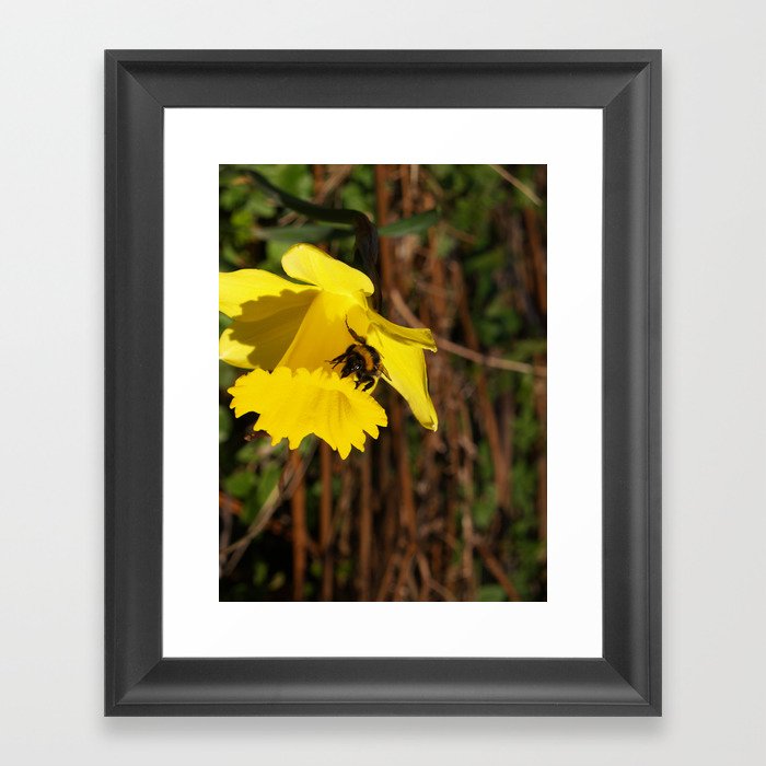Bee on a Daffodil Framed Art Print