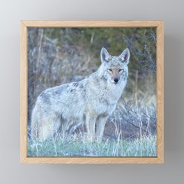 Watercolor Coyote 15, Estes Park, Colorado, Waiting for Darkness Framed Mini Art Print