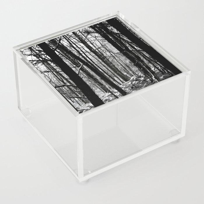 Birch and Pine Trees Amongst the Snow in Black and White Acrylic Box