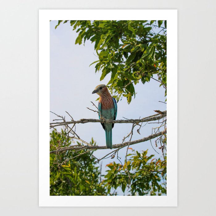 Lilac-Breasted Roller Art Print