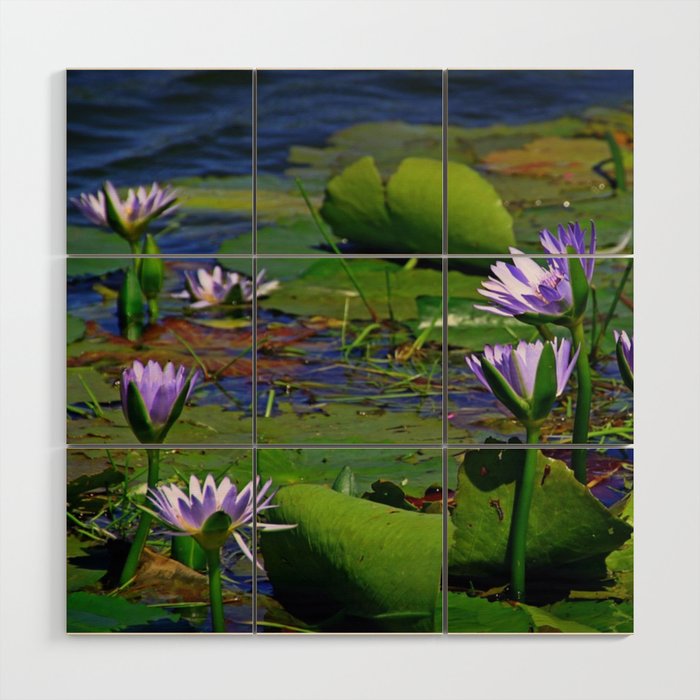 South Africa Photography - Lily Leaves And Flowers In The Water Wood Wall Art