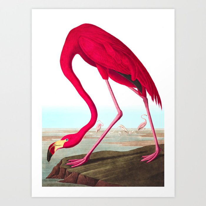 American Flamingo by John James Audubon Art Print