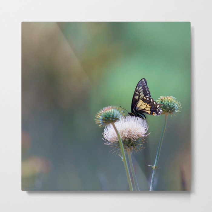 Butterfly Thistle Metal Print