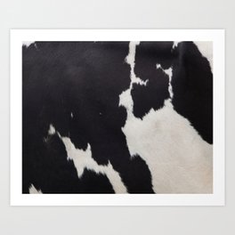 White And Black Cowhide Photography  Art Print
