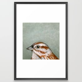 Song Sparrow Portrait Framed Art Print