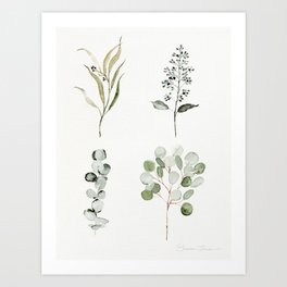 Eucalyptus Branches Art Print