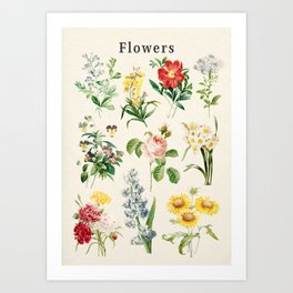 Flowers Collection Art Print