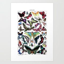 Vintage Butterflies / Papillons vibrant Art Print