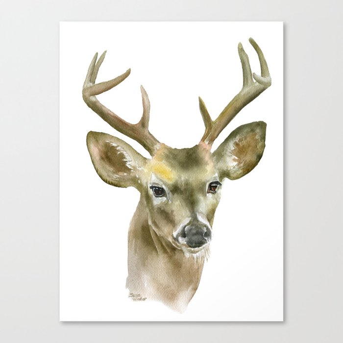 Buck Watercolor Painting Deer Fine Art Canvas Print By