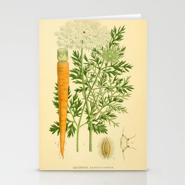 Daucus carota (wild carrot, Queen Anne's Lace), 1917. Benefitting The Nature Conservancy Stationery Cards