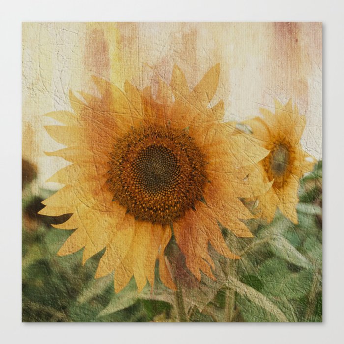sunflower Canvas Print