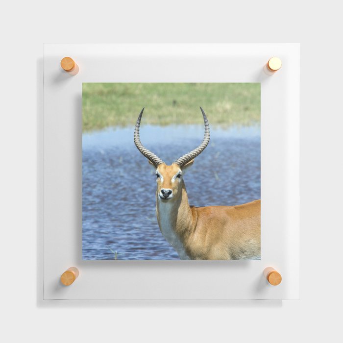 South Africa Photography - Beautiful Puku Standing By The Sea Floating Acrylic Print