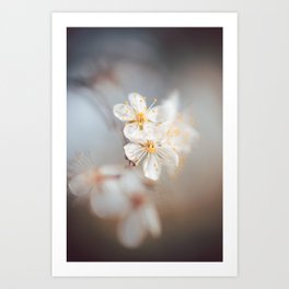 White Flower Blossoms  Art Print