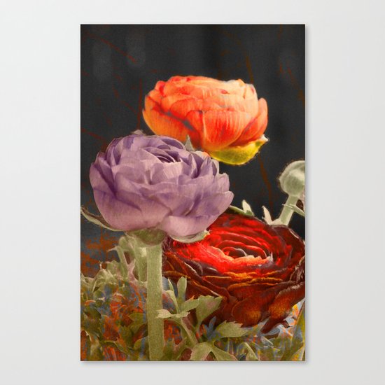 Vintage Ranunculus Canvas Print