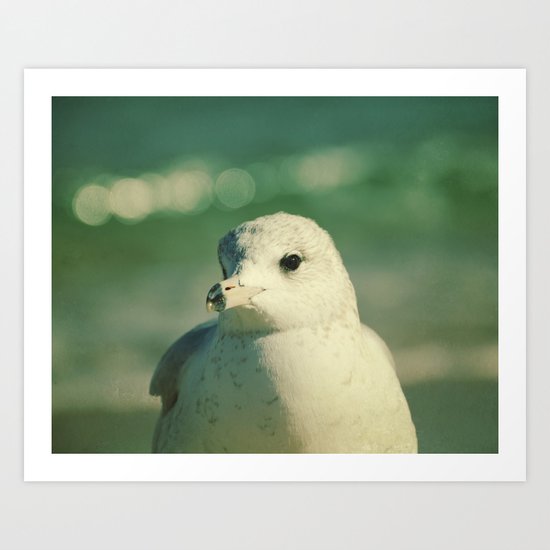 Seagull Close Up Art Print