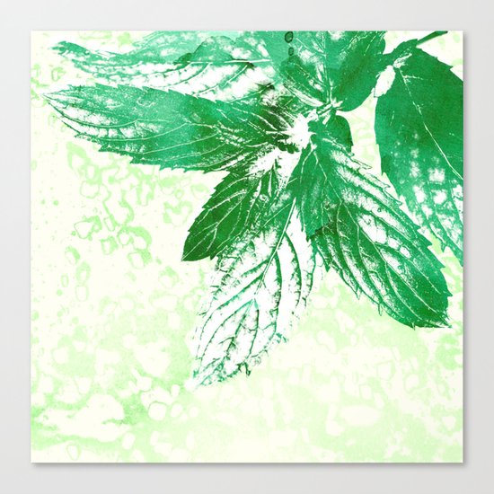 Peppermint Canvas Print