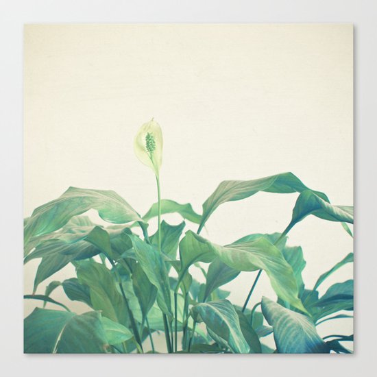 Peace Lily Canvas Print