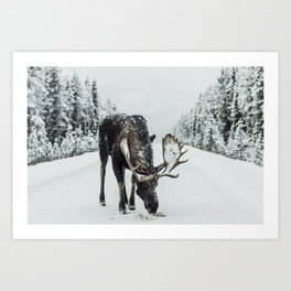 Moose in the wild Art Print