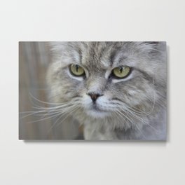 Stunning Grey Cat Pet Photo Portrait Metal Print | Feline, Pets, Photo, Bluecat, Gray, Kitten, Grey, Cat, Chartreuxkorat, Cute 