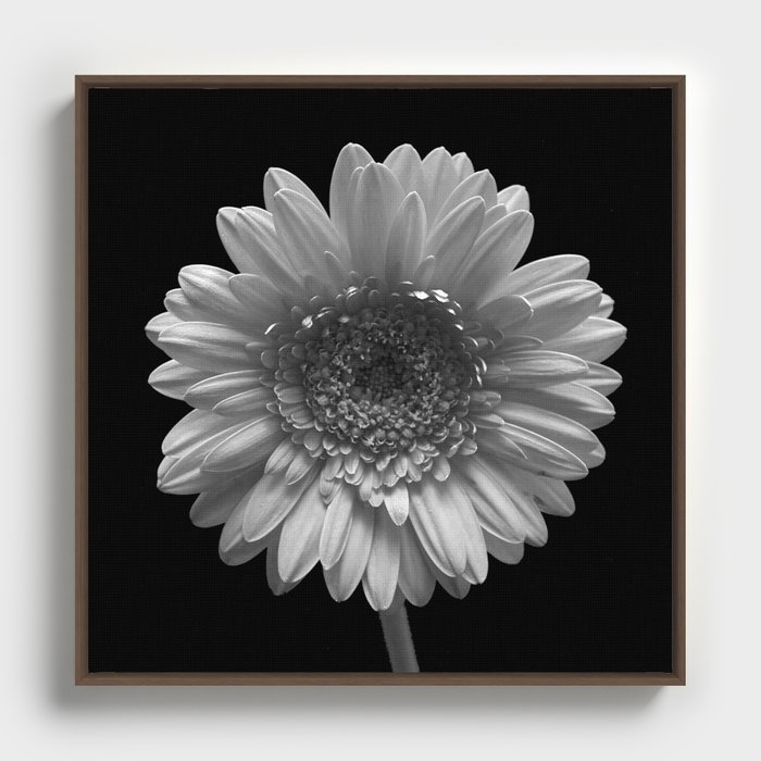 Black & White of a Daisy Framed Canvas