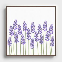 Field of lavender over white background Framed Canvas
