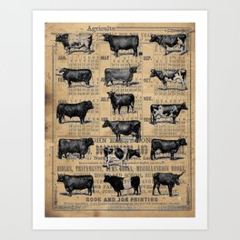 Vintage 1896 Cows Study on Antique Lancaster County Almanac Art Print