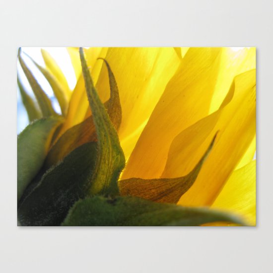 Sunflower 47 Canvas Print