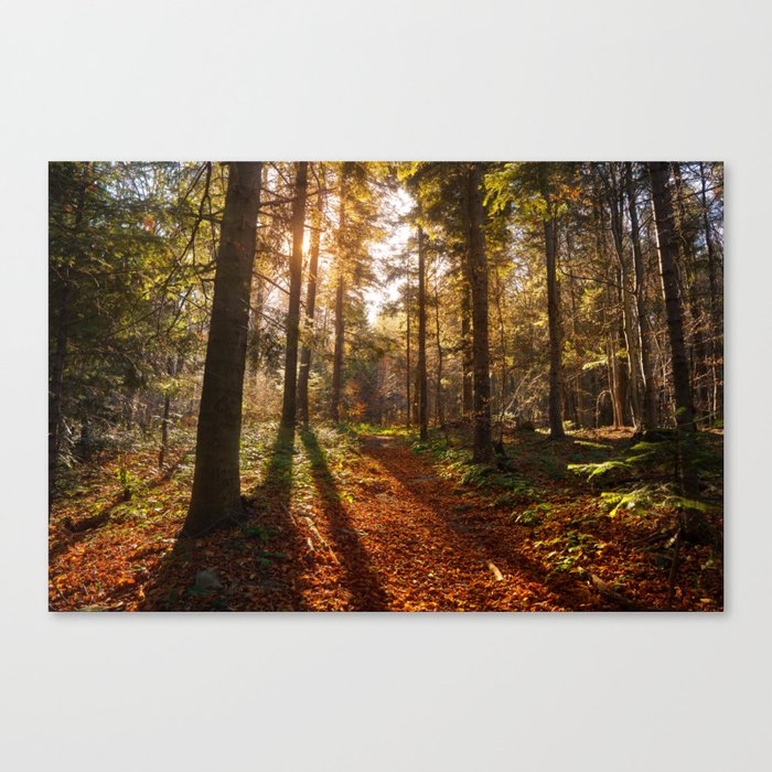 Sunny forest Canvas Print