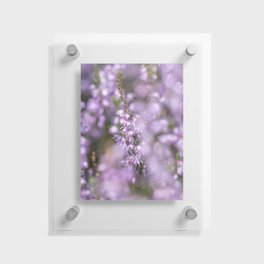 Soft pink purple heather flowers - heath plant nature photography Floating Acrylic Print