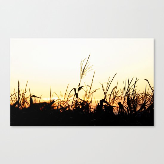 Maizal Canvas Print
