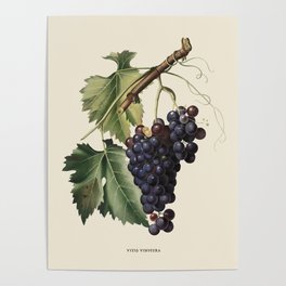 Black Grape Antique Botanical Illustration Poster