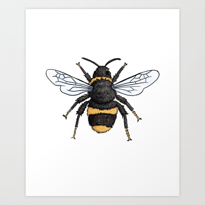 Bumble Bee Insect Illustration Art Print