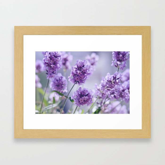 lavender Purple Framed Art Print