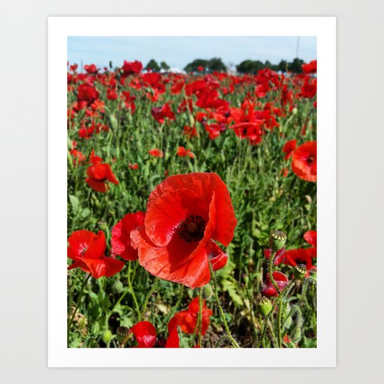 Poppy in a Field 2 Art Print
