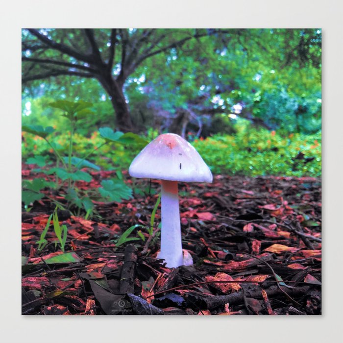 Mushroom Bright Light Canvas Print