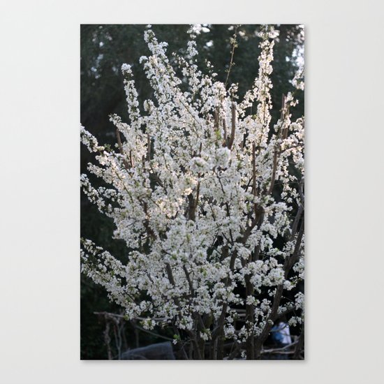 Plum in bloom Canvas Print