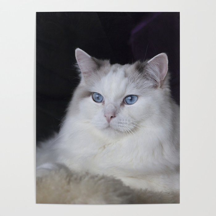 Ragdoll Cat Her Majesty Poster