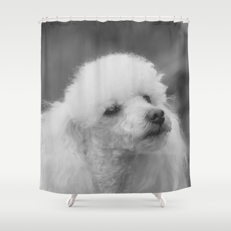 Toy Poodle Shower Curtain By Ritmoboxerdesigns Society6
