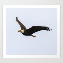American Eagle In Flight Art Print