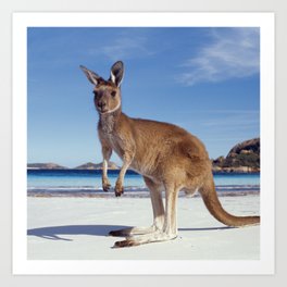 Australia Photography - A Kangaroo On The Beach Art Print | Beach, Victoria, Animal, Southaustralia, Australia, Coralreef, Nature, Perth, Queensland, Seaaustralia 