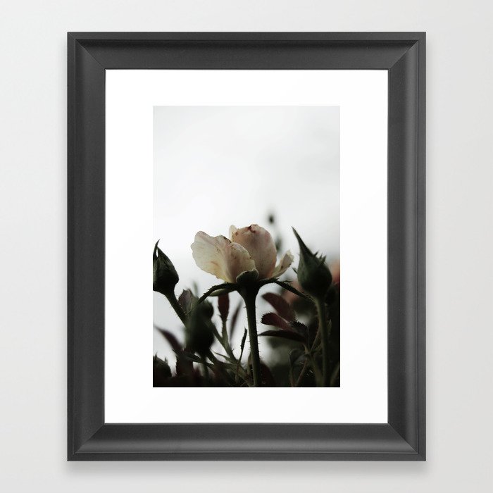 Lone Rose Framed Art Print