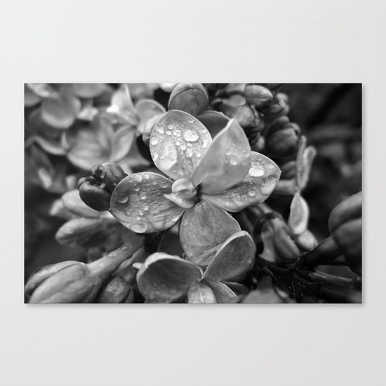'LILAC' Canvas Print