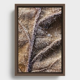 frost crystals on a leaf Framed Canvas