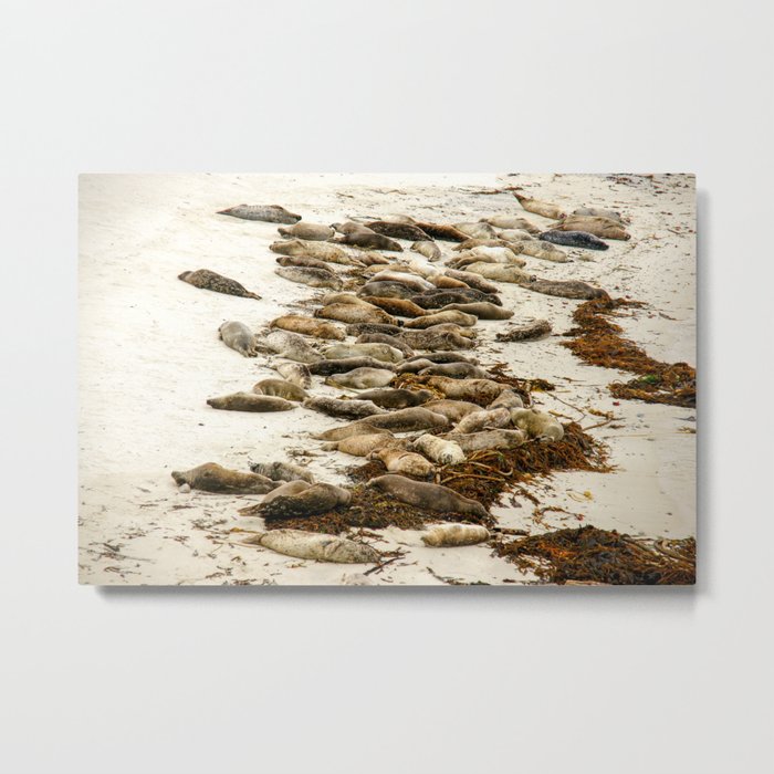 Harbor Seals, Sunset Point, Pebble Beach, California Metal Print