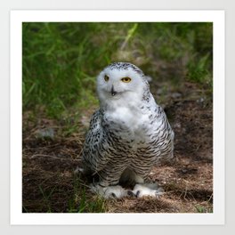 Alaskan Snowy Owl - Summer Art Print